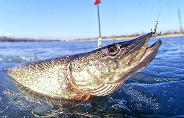 В Беларуси вводится нерестовый запрет на ловлю рыбы