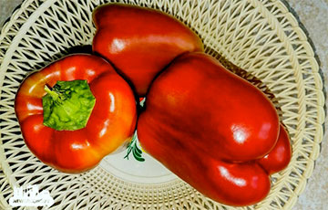 Носатые помидоры и картошка-сердечко: беларусы показали необычный урожай