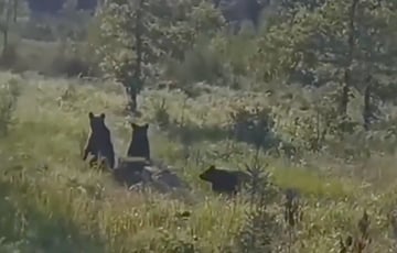 В Глубокском районе грибники встретили в лесу трех медвежат