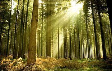 В Беларуси только в нескольких районах можно ходить в лес