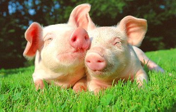 Ученые: Свиньи приходят на помощь своим сородичам