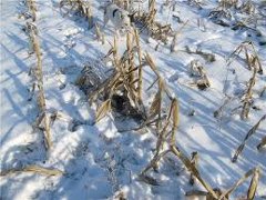 В Любанском районе нашли 130 гектаров неубранной кукурузы