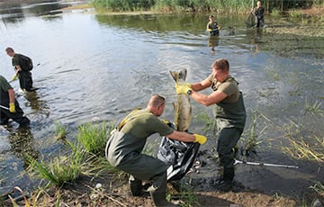 В Польше в реке Одра выловили более десяти тонн мертвой рыбы