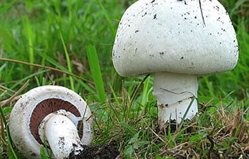 Ученый из Великобритании определил структуру языка грибов