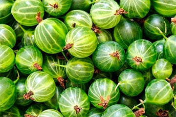 Цена на крыжовник шокировала беларусов