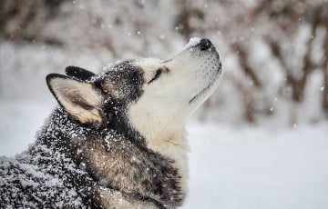 Топ-3 зимних фильма о собаках