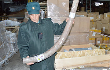 Московит вез в Беларусь тонну бивней мамонтов