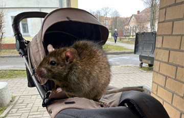 В Солигорске женщина обнаружила в детской коляске большую крысу