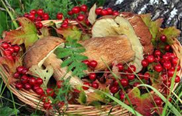 Стало известно, кто в Беларуси должен платить налох на грибы и ягоды