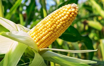 Руководитель сельхозпредприятия в Хотимском районе дал указание уничтожить урожай кукурузы