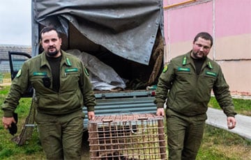 Медвежонка, который бегал по улицам Витебска, поймали
