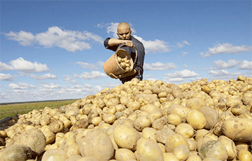 В Беларуси не хватает картошки