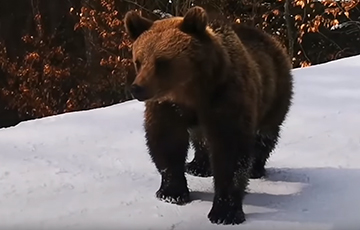 Следы бурого медведя обнаружены на территории Телеханского лесхоза