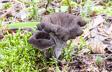 В Браславском районе нашли необычный гриб, килограмм которого стоит больше 100 евро