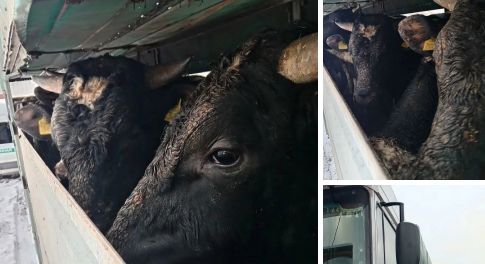 Фуру с 24 быками развернули на границе и отправили обратно в Беларусь