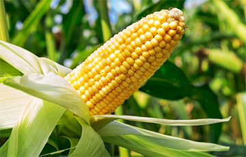 Как приготовить кукурузу с максимальной пользой для здоровья