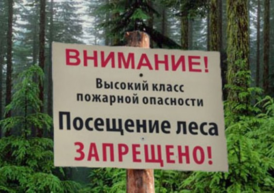 Запрет на посещение лесов ввели в двух областях Беларуси