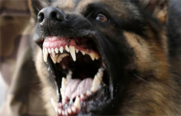 В Могилевском районе 18 человек имели контакт со слюной бешеной собаки