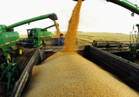 По состоянию на 7 августа в Беларуси намолочено уже 2,5 миллиона тонн зерна