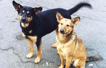 Стая бездомных собак атакует садовые товарищества в Узденском районе