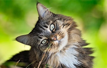 В Польше ученые признали кошек чужеродным видом