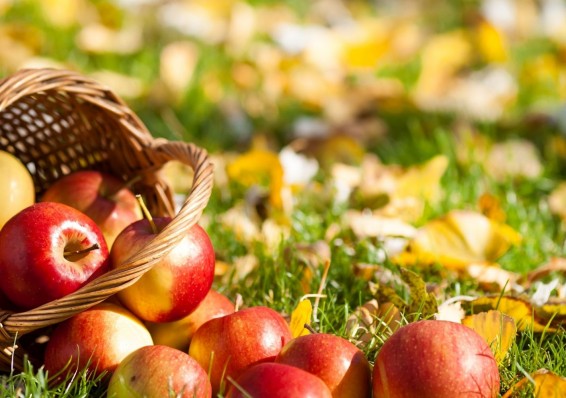 Беларусь заняла первое место по импорту украинских яблок