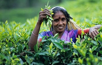 Шри-Ланка планирует чаем погасить долг перед Ираном за нефть