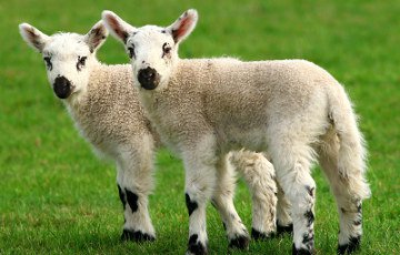 Европарламент запретил клонирование животных