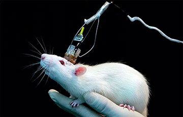 Ученые вживили ткань человеческого мозга в мозг крысят