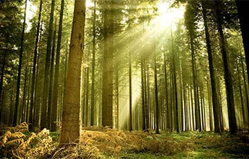 Сегодня почти по всей Беларуси запретили посещение лесов