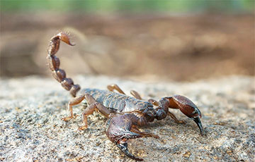 Ученые: Крошечные «скорпионы» используют «такси», чтобы путешествовать