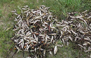 В Беларуси массово гибнет рыба