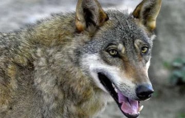 В Греции впервые обнаружили гибрида волка и собаки