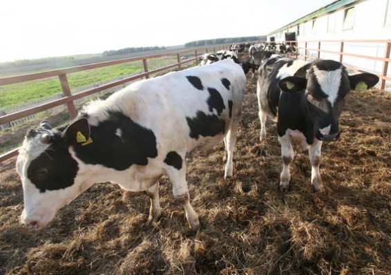 Беларусь поставила в январе-сентябре в Россию мяса и молока на 2,1 миллиарда долларов