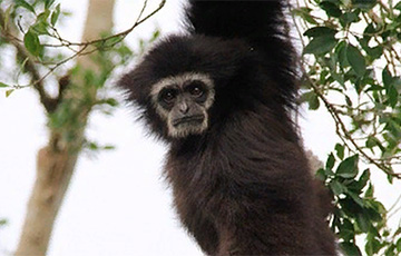 Во Вьетнаме случайно сняли на видео второго редчайшего примата в мире