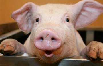 «Депутата» будут судить за слишком толстых свиней в колхозе