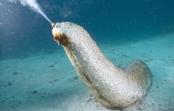 Ученые обнаружили у морского огурца «бессмертные» ткани