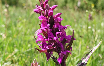 В Беловежской пуще нашли редкую орхидею