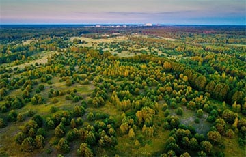 В Чернобыле заметили огромного хищника