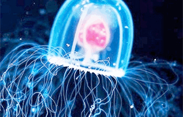 Ученые нашли «эликсир бессмертия» у медуз