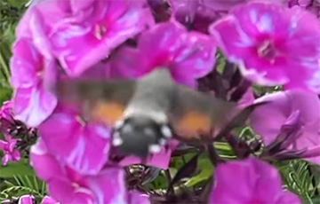 Минчанин снял на видео необычную бабочку