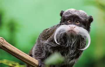 Ученые выяснили, насколько успешно обезьяны спускаются с деревьев