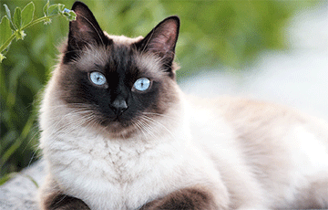 Ученые: Окрас сиамских кошек зависит от температуры