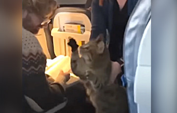Видеохит: тучный кот сбежал от хозяина в первый класс самолета