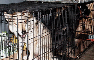 Беларус пытался незаконно вывезти в РФ собак и котов редких пород