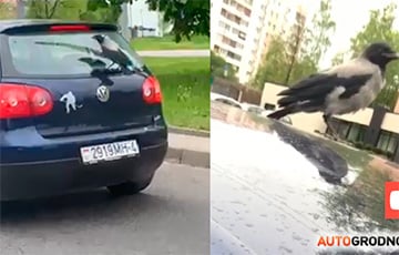 Видеохит: В Гродно обнаружили ворону-зацепера