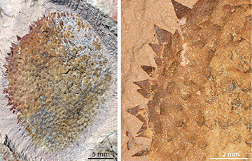Ученые нашли древнейшего предка всех современных моллюсков
