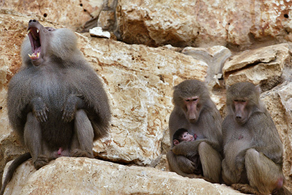 Ученые развеяли миф о привлекательности крупного зада для бабуинов