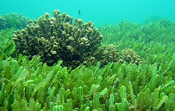 Гарвардские ученые вырастили водоросли в марсианских условиях