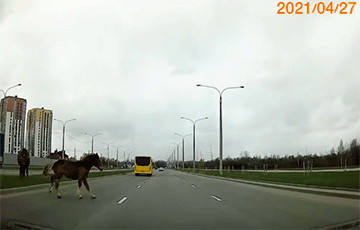 Видеофакт: Лошади резко выбежали на дорогу в Лошице